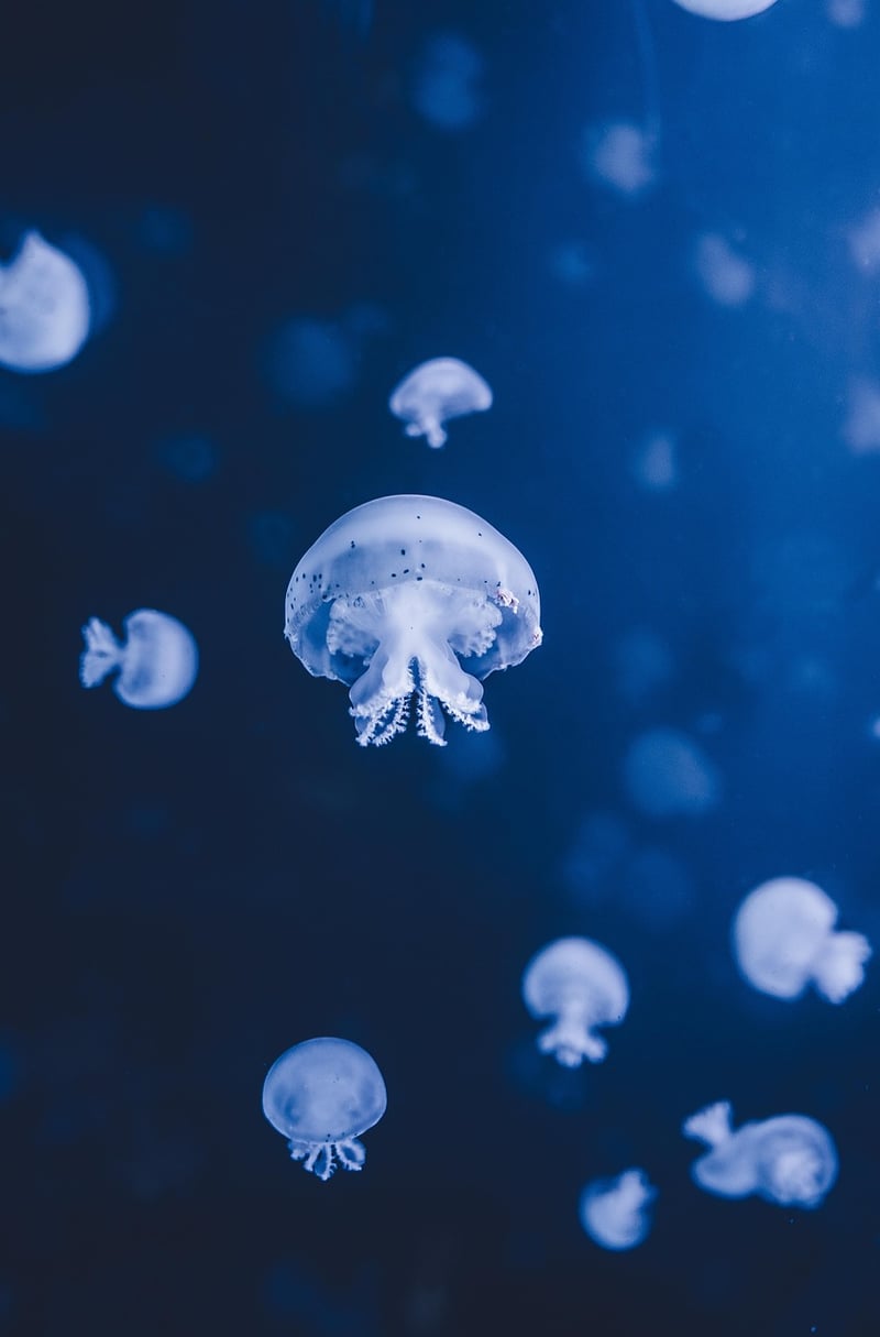 Underwater Mermaid Dwelling